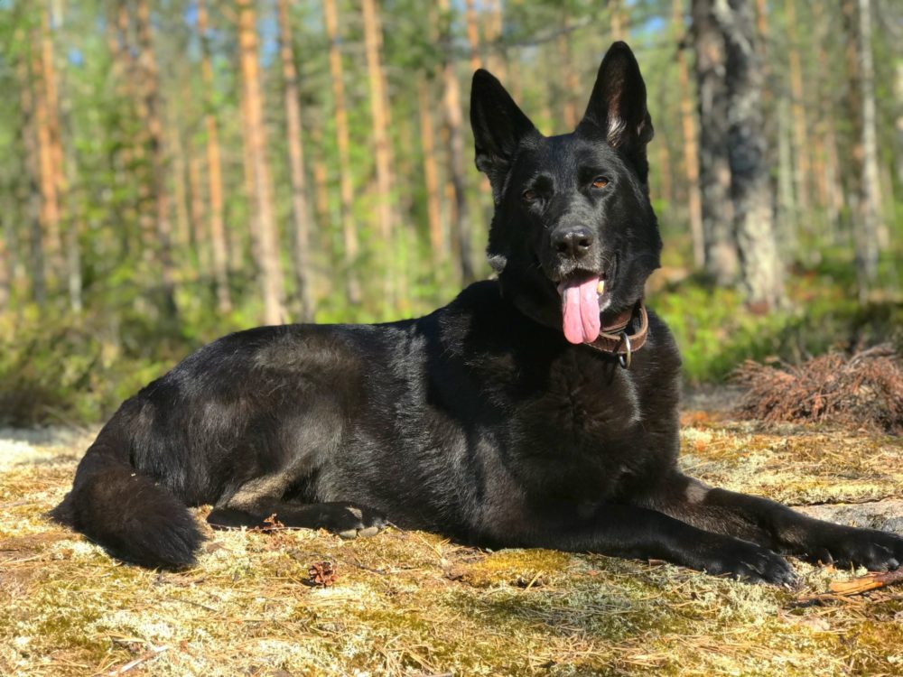 Tuleeko Meille Toinen Saksanpaimenkoira Parisuhdev nt Ja Tuleeko Meille Toinen Saksanpaimenkoira Parisuhdev nt Ja